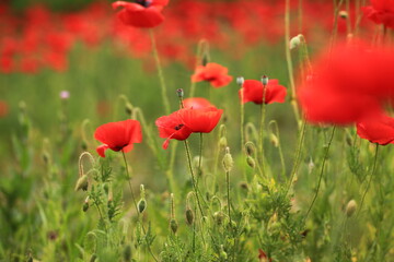 Fototapeta na wymiar a flower garden with red poppies in bloom
