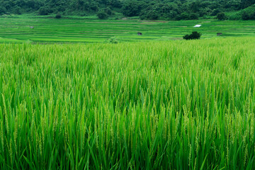 たわわに稲穂が実る椹平の棚田