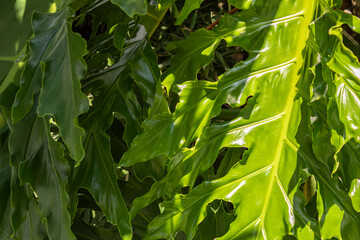 Large green leaves background ideal for background or texture