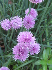 Chives in Blossom
