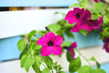 Flowers in a wooden box. Colorful background. blue and white. green leaves. summer day. spring is coming. i love gardening. post card.