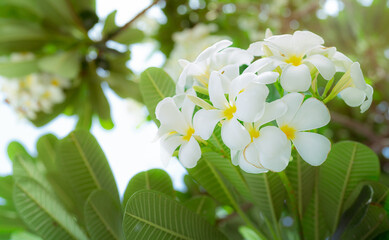 Obraz na płótnie Canvas Frangipani flower or Plumeria alba with green leaves in summer. Gentle white petals of plumeria flowers with yellow at center. Health and spa background. Relax in tropical garden. Temple tree.