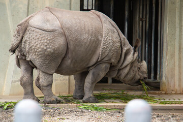 Naklejka premium サイ