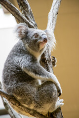木の上に座るコアラ