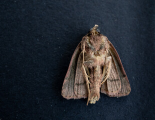 macro de Polilla muerta en proceso de secado con fondo negro