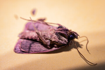 macro de Polilla morada muerta en proceso de secado con fondo amarillo
