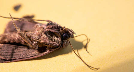 macro de Polilla muerta en proceso de secado con fondo amarillo