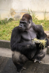 ニシローランドゴリラ