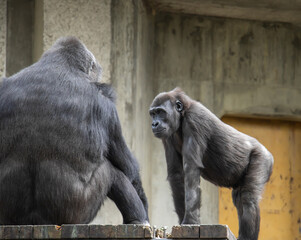 ゴリラ、親子のコミュニケーション © pepmint