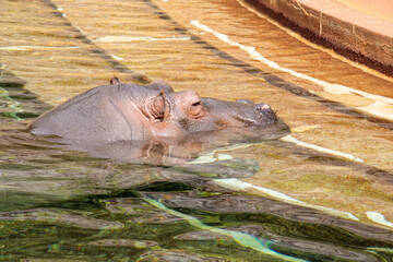 Fototapeta premium 水面に顔だすカバ