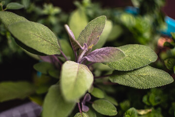 Herbs growing in a backyard garden and container gardening