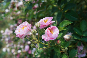 Pink roses bloomed and gave off their fragrance in the garden. Nature background for printing love cards and designs.