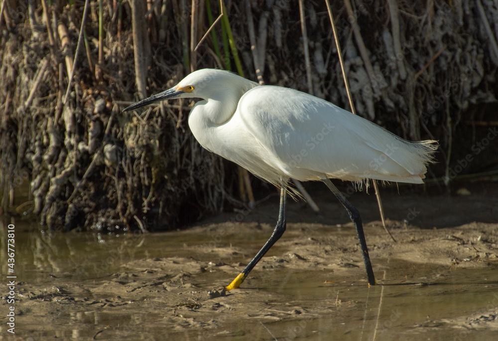 Sticker Snowy Egret