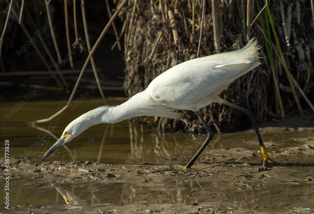 Wall mural Snowy Egret