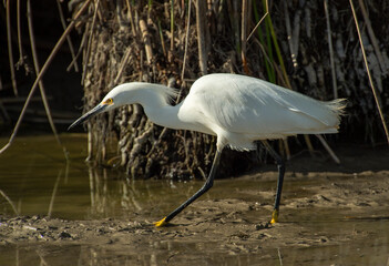 Snowy Egret