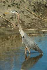 Great Blue Heron