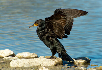 Cormorant