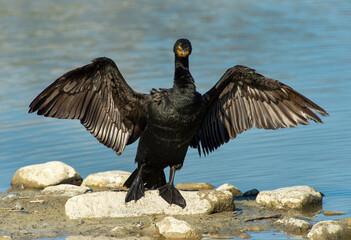Cormorant