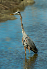 Great Blue Heron