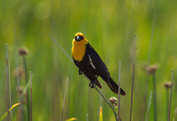 Yellow Headed Blackbird
