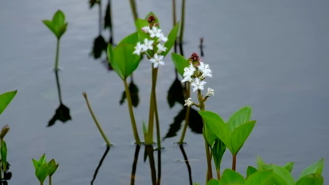６月の水中に咲く白い花はミツガシワ　北海道神仙沼にて