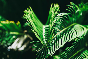 Close Look at Vibrant Green Intersecting Fern