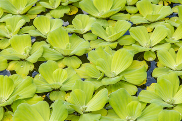 Green water lettuce background (Pistia stratiotes). Close up.