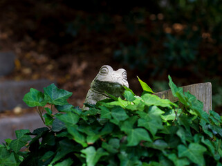 Garden Toad Keeps Watch over the Royal Frogdom