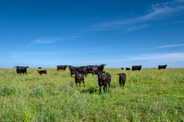 A black angus cow and calf graze on a green meadow.