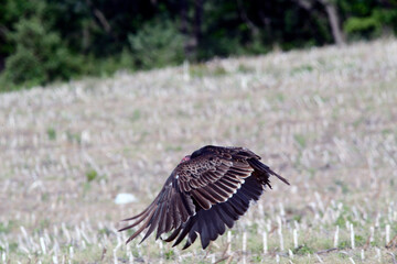 Turkey Vulture