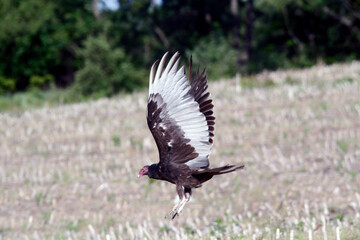 Turkey Vulture