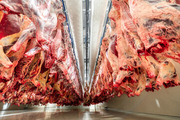 Lots of beef carcasses hang in the large refrigerator. Refrigerating chamber for preliminary...