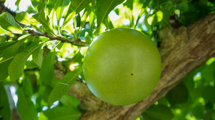 green coconut on tree
