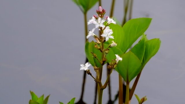 ６月の水中に咲く白い花はミツガシワ　北海道神仙沼にて