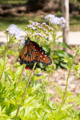 Close Up of Monarch Butterfly on Purple Flowers