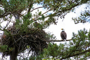 Bald Eagle Nest