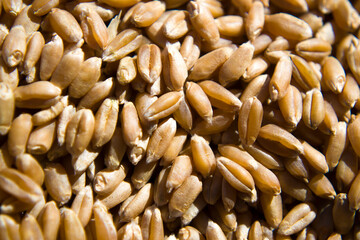 Malt, wheat grains for brewing. Malt background. Top view, flat lay