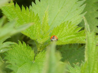 ladybird on a leaf