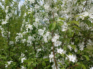 flowers in the garden