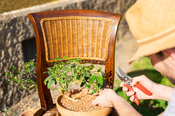 Young gardener in straw hat cuts leaves with red pruners of fresh home pepper plant in ceramic pot...