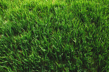 Endless green farm fields with growing wheat and corn in spring