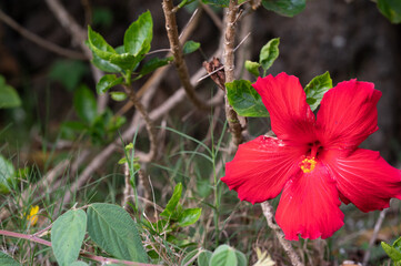 Red hibiscus flower on Maui