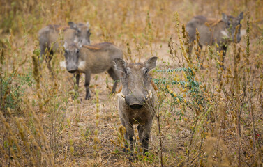 Family of warthogs.