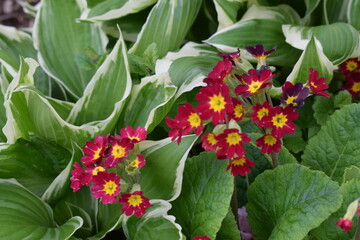 Maroon (burgundy) yellow flowers