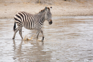 Fototapeta na wymiar Lone Zebra walking in water