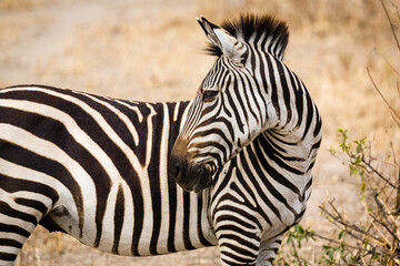 Fototapeta na wymiar Zebra looking back.