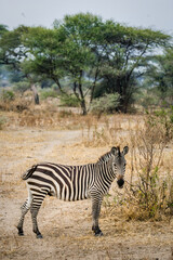 Fototapeta na wymiar Vertical image of a lone zebra with a tree in the background.