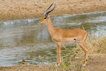 Lone Impala at the river.