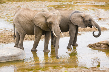 2 elephants standing in shallow water in the river bed in Tarangire.
