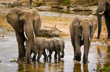 Family group of elephants including babies walking in shallow river.
